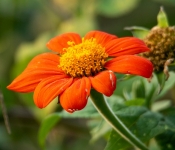 2022 09 12 LongFellowGardens 076